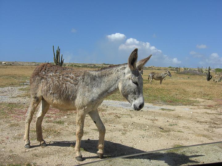 Aruba - January 2008 001.JPG